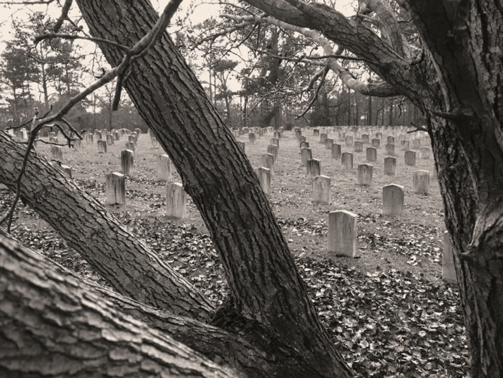 by that line of crepe myrtles