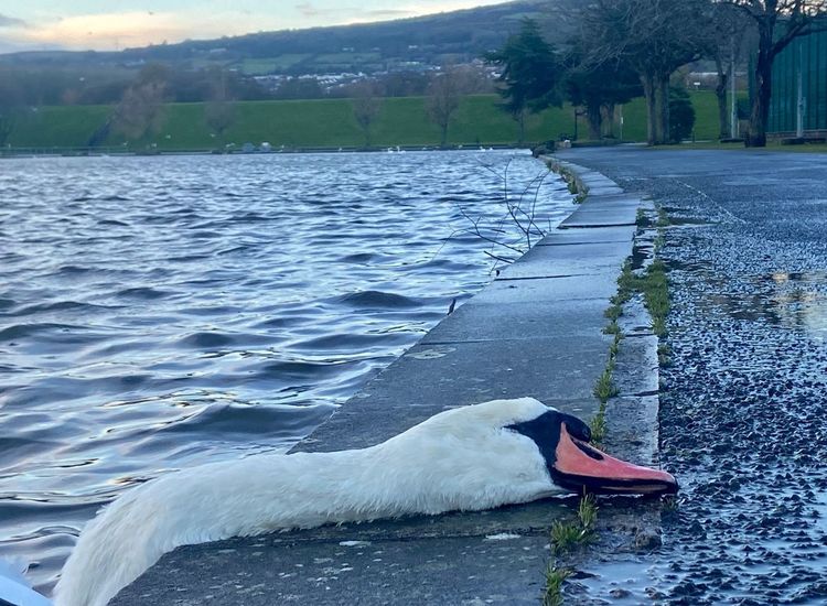 Bird Flu Spreading in Ireland