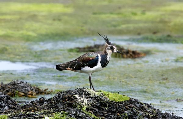 Pic of Day: A Lapwing on Lunch Patrol