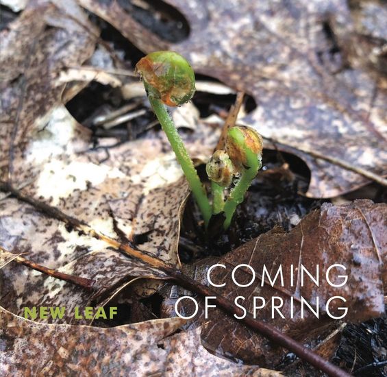 'Coming of Spring' is a lovely, well-rounded collection