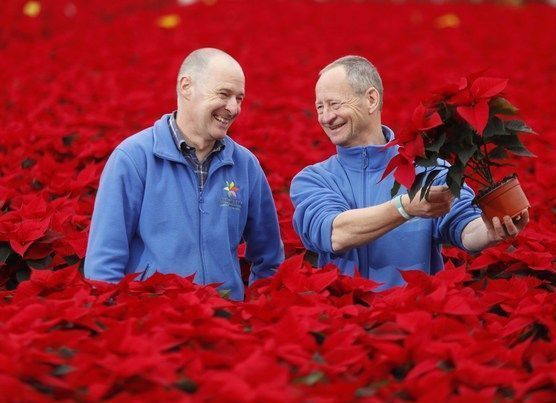 Seeing Profitable Red for Christmas