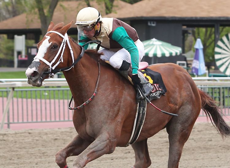 Galway's shot at the Roses