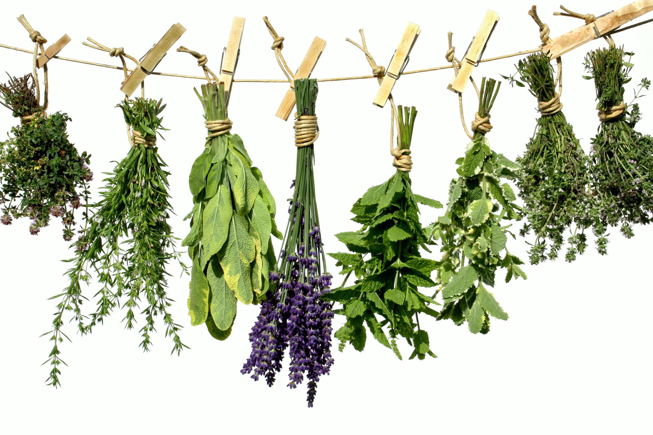 Herbs hanging