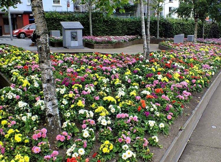 An Irishman Comes Home: JFK in Ireland