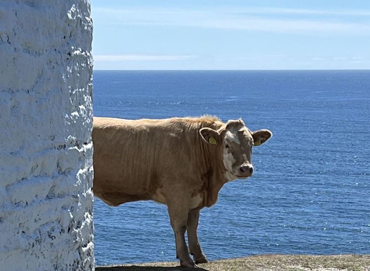 Room With A Moo