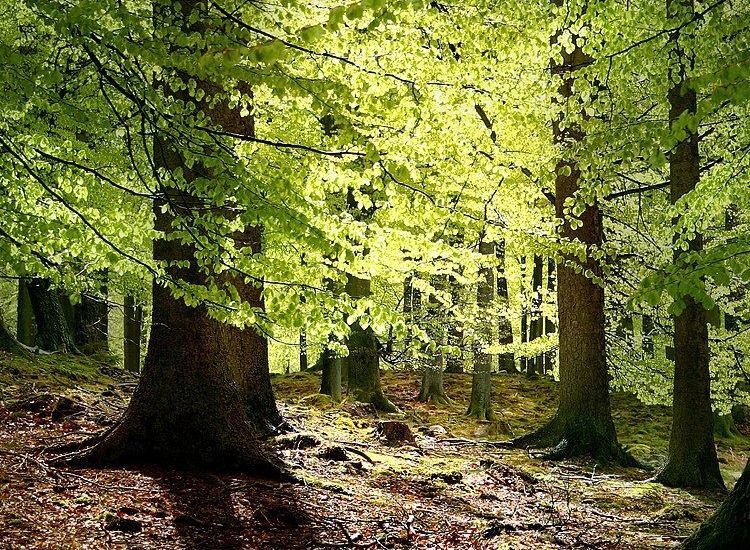 ADAMS: In All Seasons, the Wonder of Trees