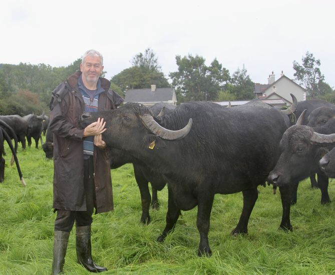 West Cork Wonderful!  Part 1: Macroom Buffalo Farm