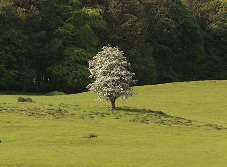 The Lonely Hawthorn