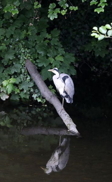 Heron