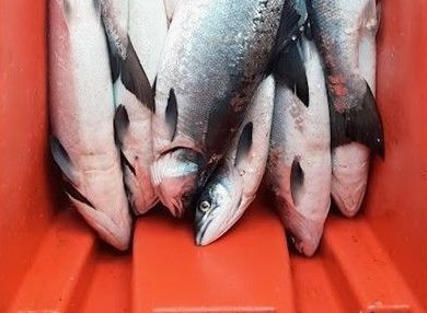 Fines Follow Salmon Poaching