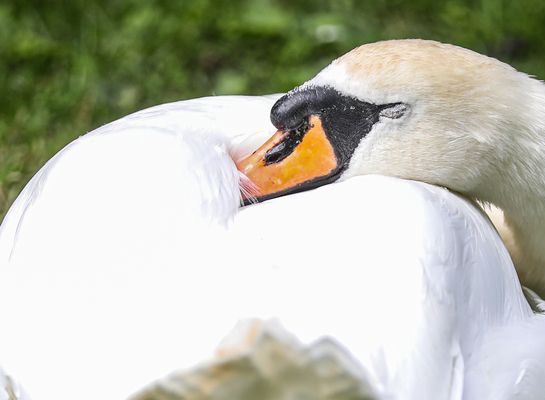 Swan Swoon