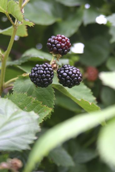 End-of-Summer Fruit Desserts