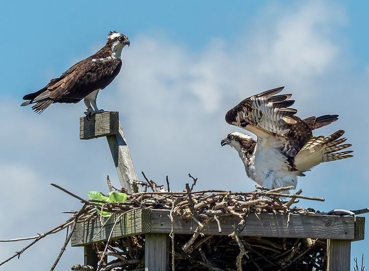 KIRWAN: Until We Meet Again in the Spring