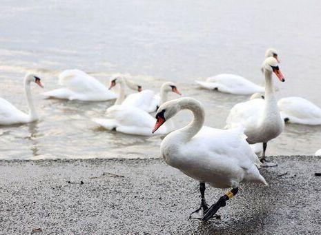 The Wild Swans of....Malahide