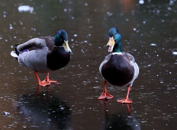 We Should Have Migrated