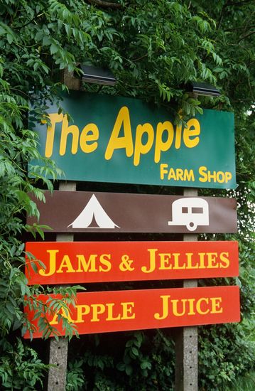 Falling for Autumn Fruits