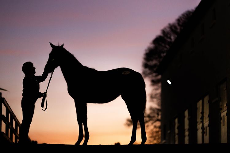 'Irish racing is thriving'