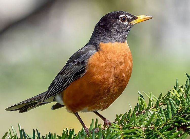 KIRWAN: Alert to a More Silent Spring