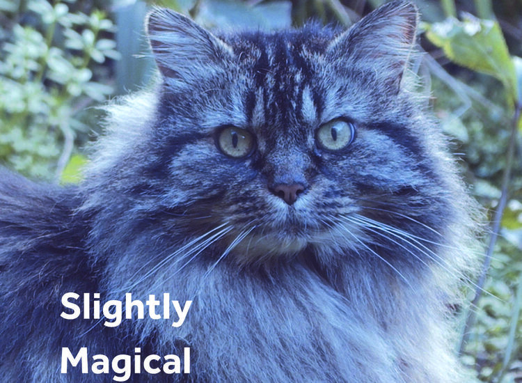 Is it real or is it magic talking?