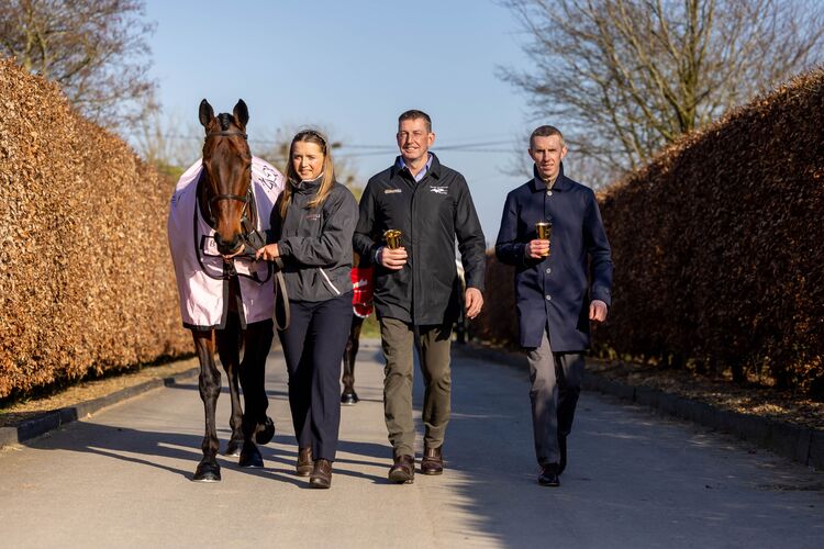 Irish getting ready for Cheltenham 2026