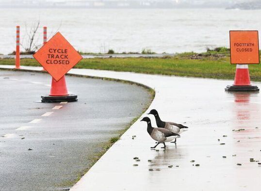 Geese Crossing