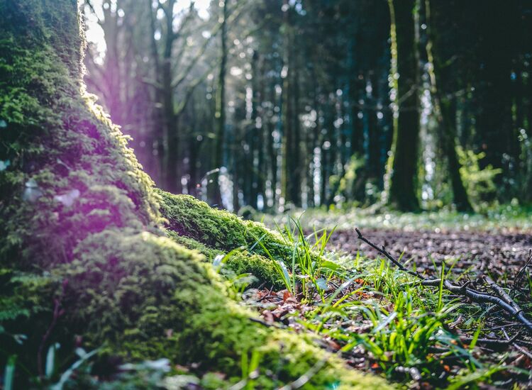 Minnesota Irish Centre Branches Out to Ireland with Virtual Woodland Project Presentation