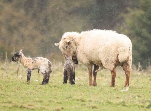 Spring Lambs