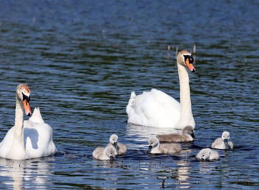 An Early Brood