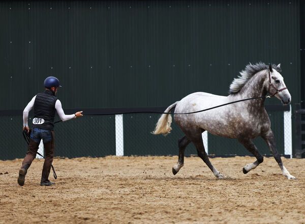 Equine Exercise