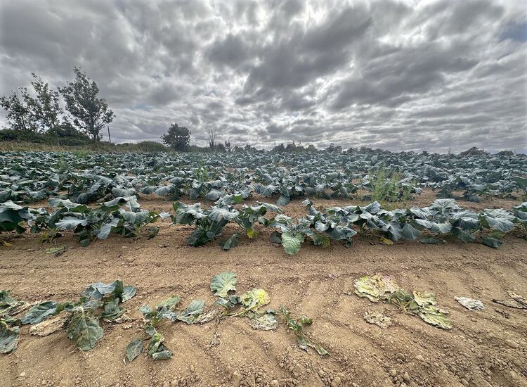 EDITORIAL: The Wilting Fields