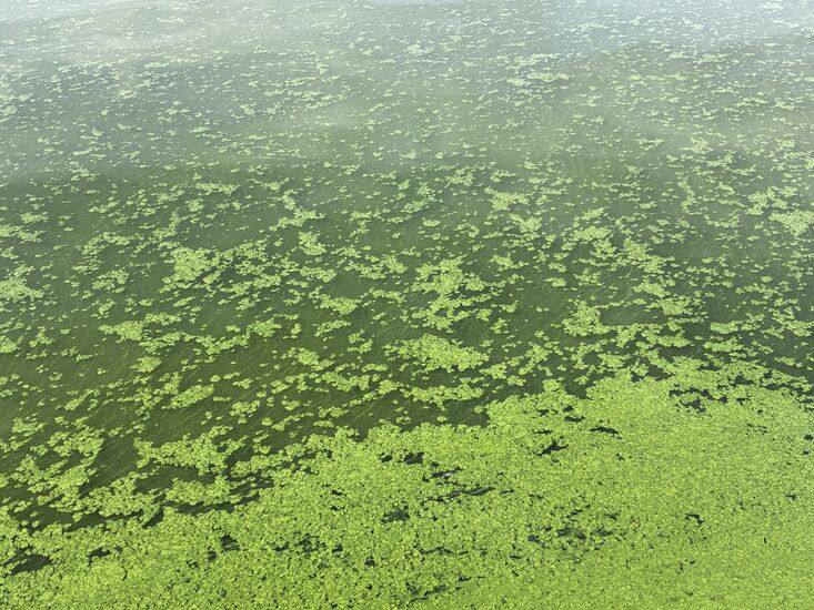 Ireland's largest lake under threat