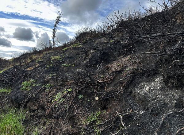 Scorched Earth