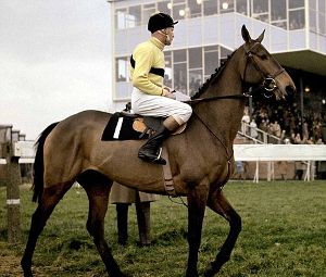 Arkle with Pat Taaffe in the saddle.