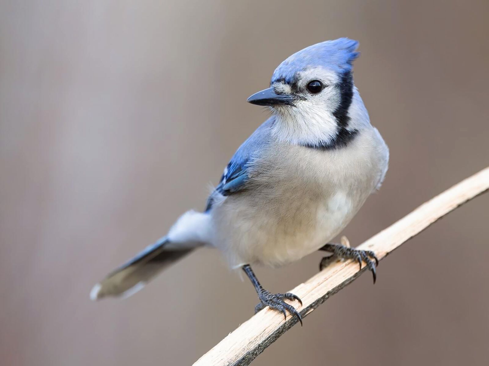 A Blue Jay. Cornell Lab photo.