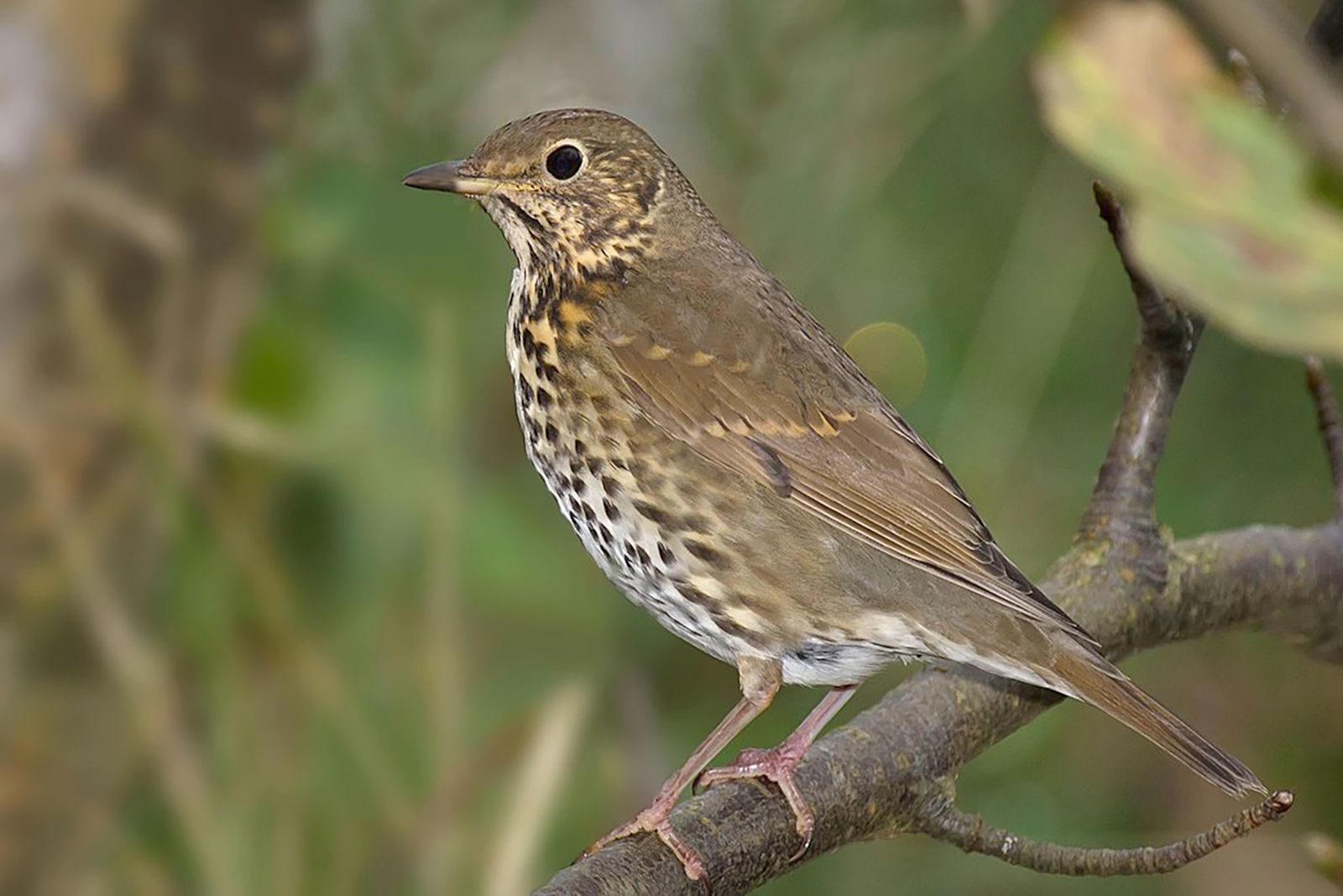 An increasingly rare Eurasian Song Thrush.
