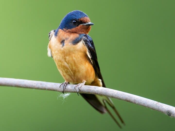 A swallow that is perhaps thinking about flying south again.